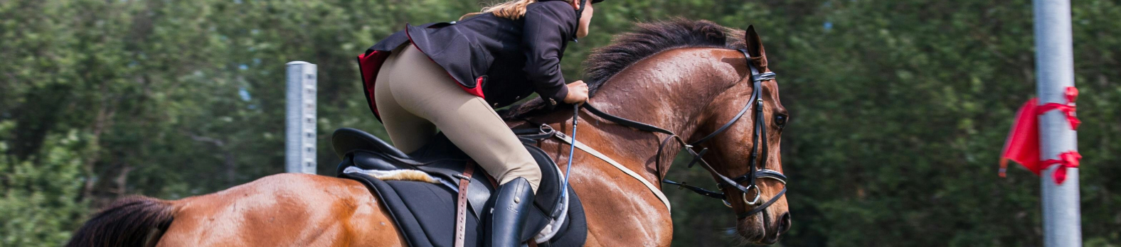 equine law equine law